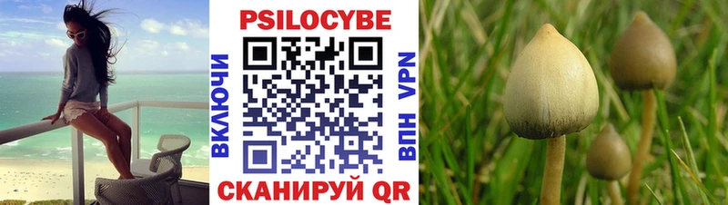 Псилоцибиновые грибы Psilocybe  Купить где  Цимлянск 